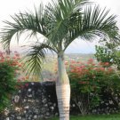 Hyophorbe Verschaffeltii Spindle Palm 10 Seeds