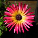 Dorotheanthus Bellidiformis Ice Plant 100 Seeds