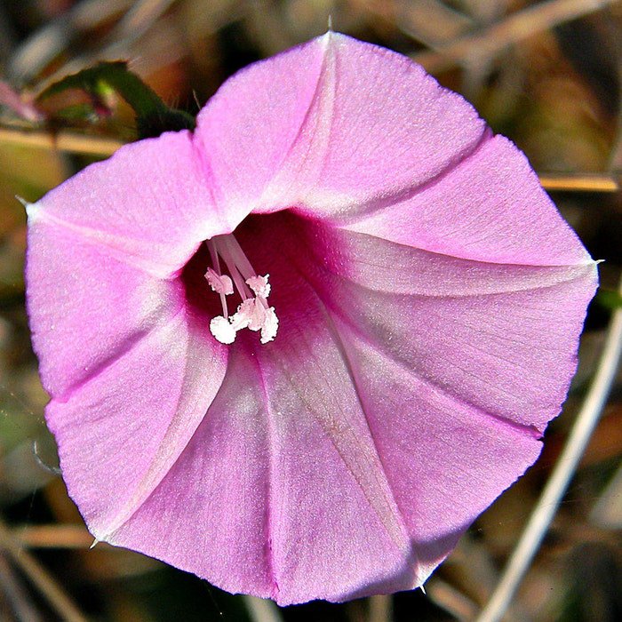 Ipomoea Cordatotriloba Sharp-Pod Morning-Glory 10 Seeds
