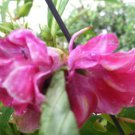 Impatiens Balsamina Rose Balsam Touch-Me-Not 10 Seeds