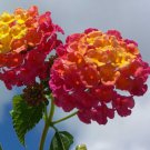 Lantana Camara Ham And Eggs 10 Seeds