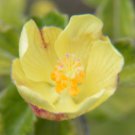 Pavonia Praemorsa Yellow Mallow 10 Seeds