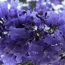 Jacaranda Mimosifolia Brazilian Rose Wood Green Ebony 20 Seeds