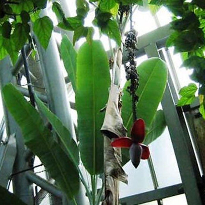 Musa Nagensium 10 Seeds