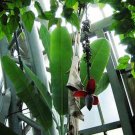 Musa Nagensium 10 Seeds