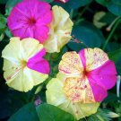 Mirabilis Jalapa Broken Colors Four Oclock Marvel Of Peru 5 Seeds