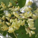 Dalbergia Latifolia Black & East Indian Rosewood Kala Sheeshan 10 Seeds