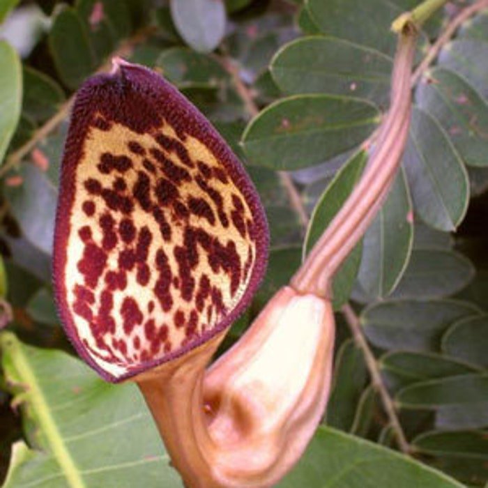 Aristolochia Maxima 5 Seeds