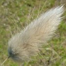 Lagurus Ovatus Bunny Tails 20 Seeds