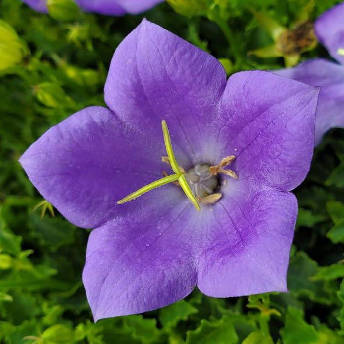 Campanula Carpatica Carpathian & Tussock Bellflower Harebell 200 Seeds