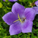 Campanula Carpatica Carpathian & Tussock Bellflower Harebell 200 Seeds
