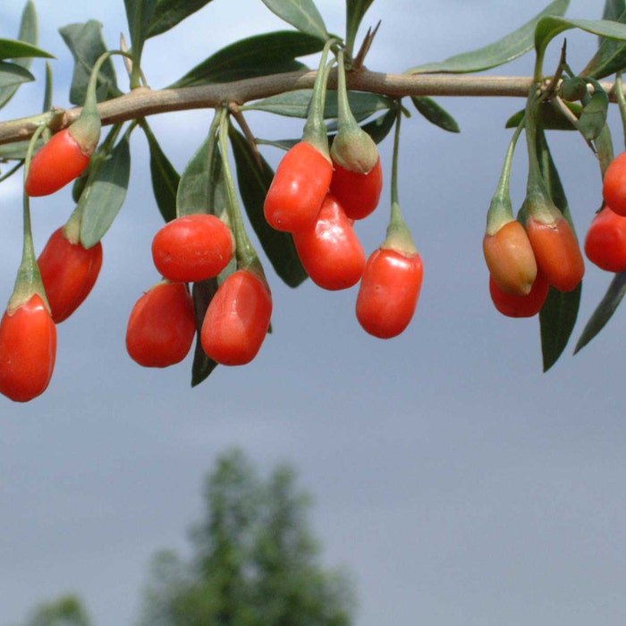 Lycium Barbarum Goji Berry Wolfberry Chinese Box Thorn 20 Seeds