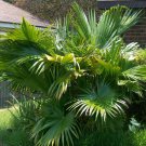 Livistona Chinensis Chinese Fan Palm 5 Seeds