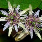 Passiflora Sexflora Goatsfoot Batwing Passion Flower 5 Seeds