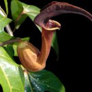 Aristolochia Macroura Ortega 5 Seeds