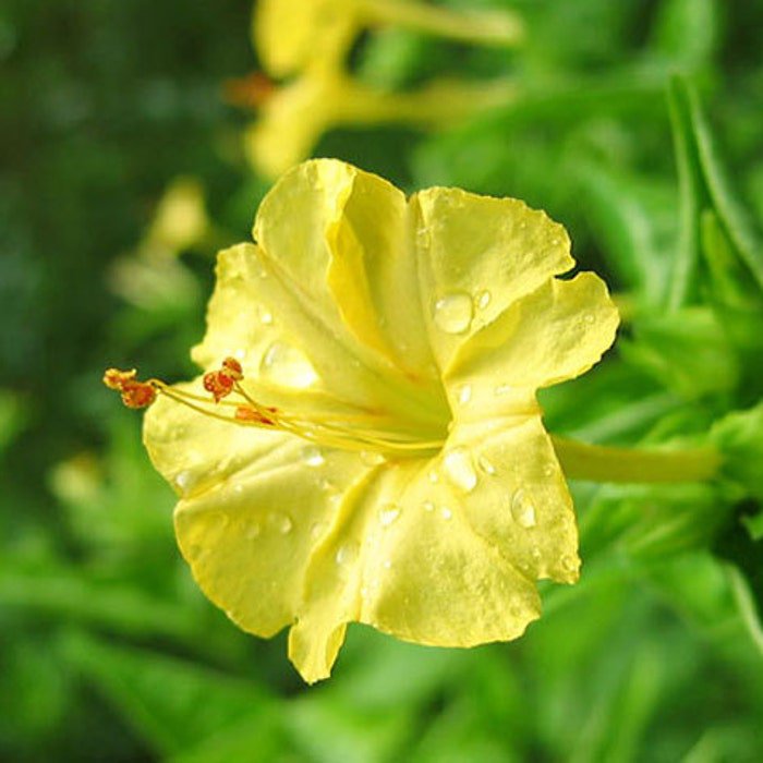 Mirabilis Jalapa Four Oclock Marvel Of Peru 10 Seeds