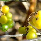 Solanum Villosum Aureum Golden Pearls & Wonderberry 20 Seeds