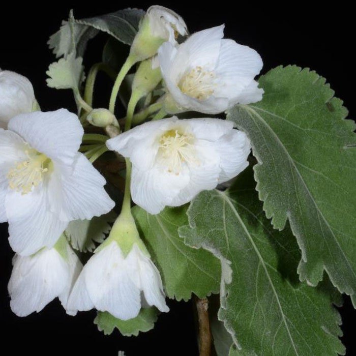 Hoheria Lyallii Mountain Lacebark 10 Seeds