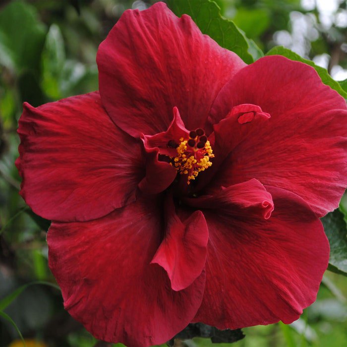 Hibiscus Cannabinus Ruby Red 10 Seeds
