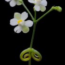 Cardiospermum Halicacabum Love In A Puff Balloon Vine Heartseed 10 Seeds