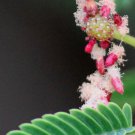 Acacia Concinna Shikakai Soap Pod 5 Seeds