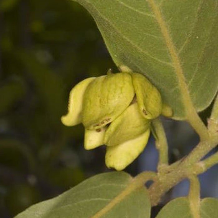 Huberantha Cerasoides Polyalthia Cherry Ashok 5 Seeds