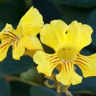 Markhamia Lutea Nile Trumpet & Tulip Siala Tree 20 Seeds