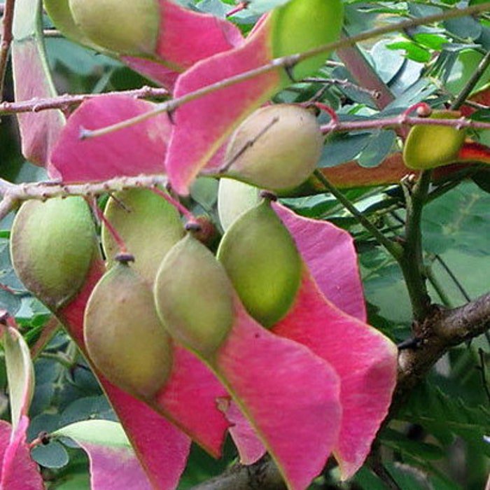 Pterolobium Hexapetalum Indian Redwing Camp Siege Bhoca 10 Seeds