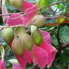 Pterolobium Hexapetalum Indian Redwing Camp Siege Bhoca 10 Seeds