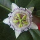 Passiflora Sicyoides 5 Seeds