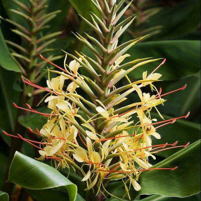 Hedychium Stenopetalum Slenderpetal & White Star Ginger 10 Seeds