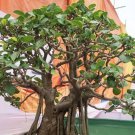 Ficus Infectoria Strangler & Cuvi White Fig Banyan 20 Seeds