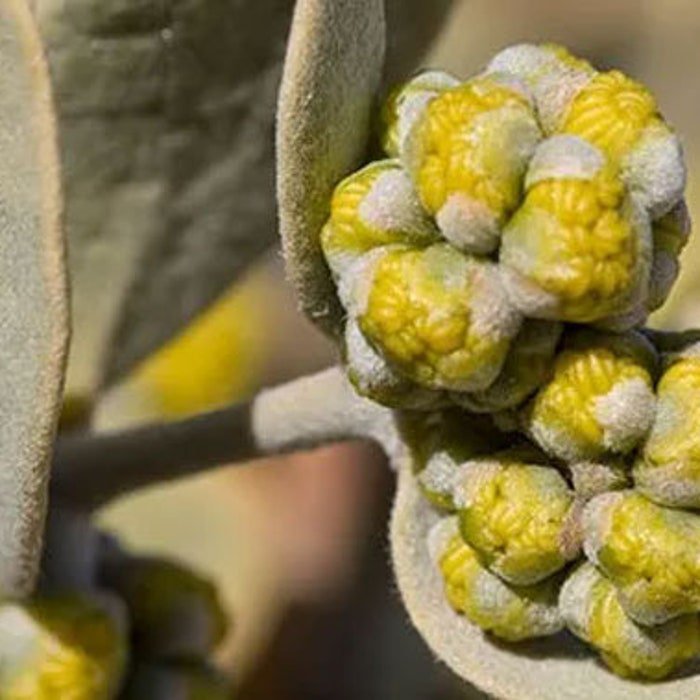 Simmondsia Chinensis Jojoba Goat Deer Pig Nut Wild Hazel 5 Seeds