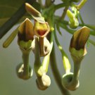 Aristolochia Indica Sunanda Birthwort Snakeroot 20 Seeds