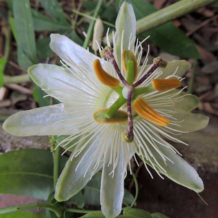 Passiflora Subpeltata White Passion Flower 5 Seeds