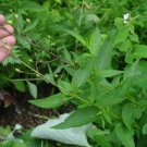 Scrophularia Lanceolatalanceleaf Figwortearly Figwort 1000 Seeds