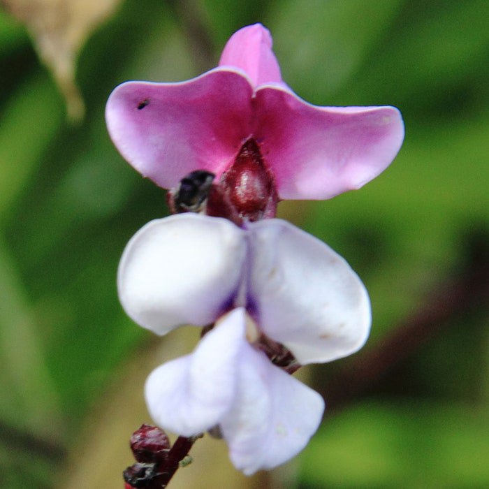 Lablab Purpureus Hyacinth Bean 5 Seeds
