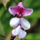 Lablab Purpureus Hyacinth Bean 5 Seeds
