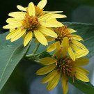 Liabum Saloyense 5 Seeds
