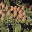 Abies Grandis Grand Giant Lowland White Fir 10 Seeds