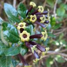 Cestrum Buxifolium Black Beauty 10 Seeds