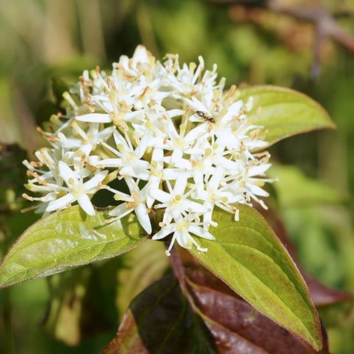 Cornus Sanguinea Bloodtwig Dogwood Compressa 10 Seeds
