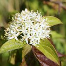 Cornus Sanguinea Bloodtwig Dogwood Compressa 10 Seeds