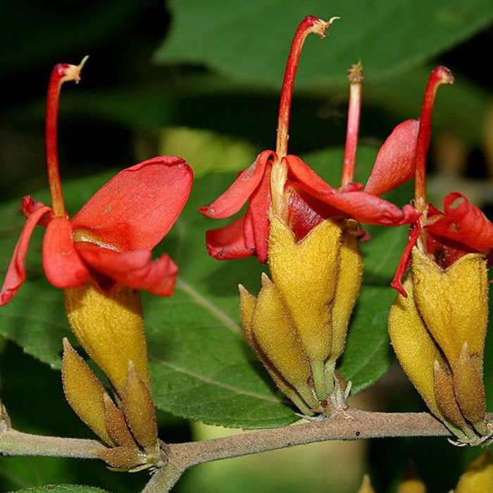 Helicteres Isora Indian Screw Tree 20 Seeds