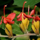 Helicteres Isora Indian Screw Tree 20 Seeds