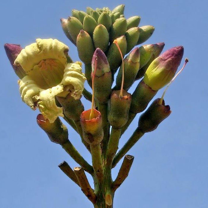 Oroxylum Indicum Midnight Horrorbroken Bones Plant Indian Trumpet 10 Seeds