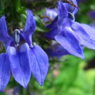 Lobelia Siphilitica Great Blue-Lobelia 500 Seeds