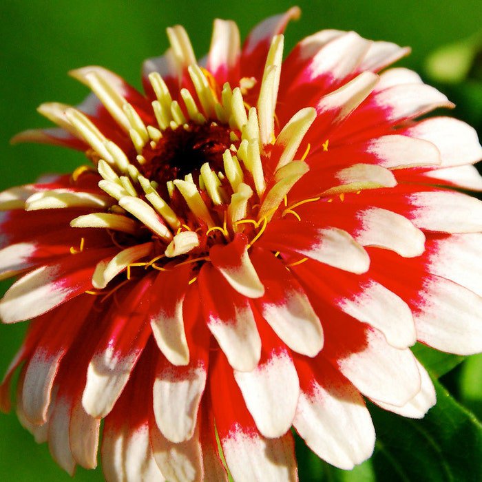 Zinnia Elegans Swizzle Cherry And Ivory 10 Seeds