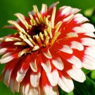 Zinnia Elegans Swizzle Cherry And Ivory 10 Seeds