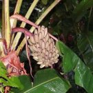 Musa Argentii Wild Banana 10 Seeds